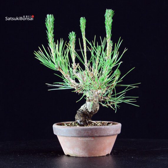 Pinus Thunbergii - Pino nero - immagine 4