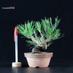 Pinus Thunbergii - Pino nero