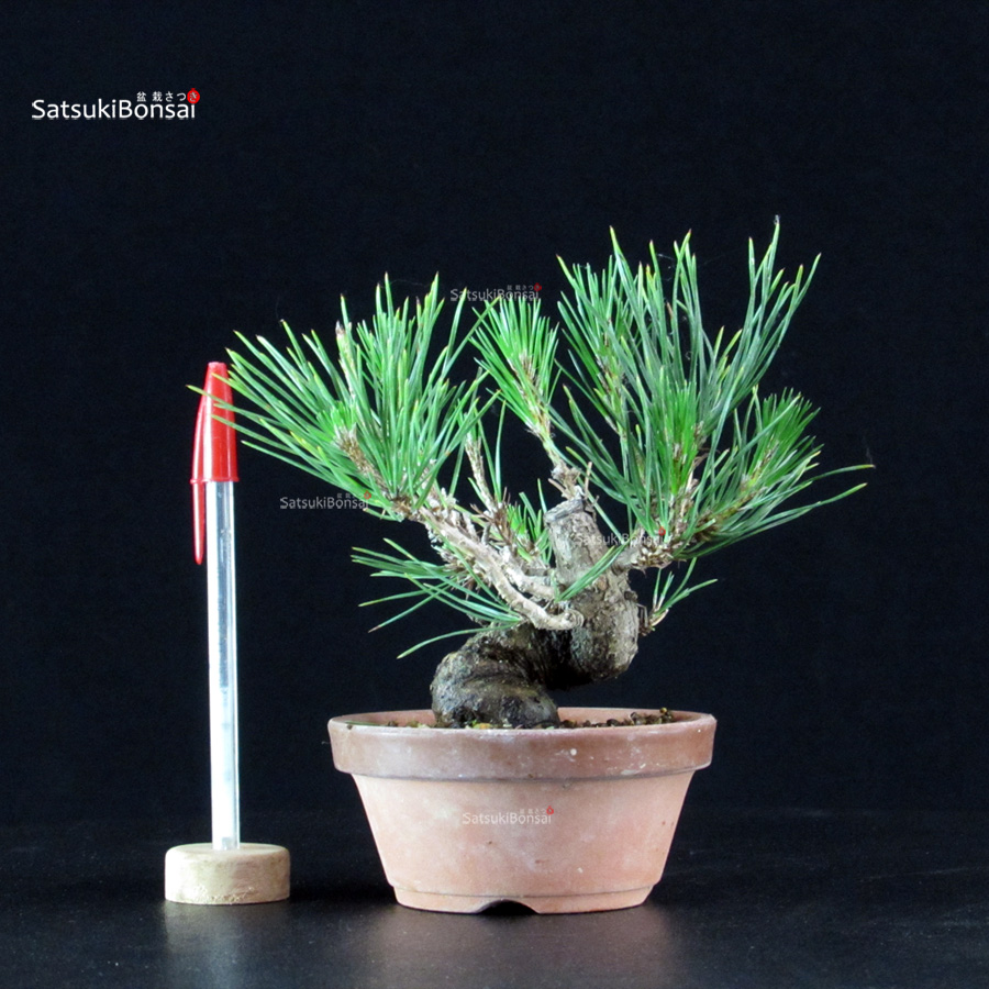 6195_1-Pinus-thunbergii-pino-nero Pinus Thunbergii - Pino nero - immagine 1
