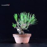 Pinus Thunbergii - Pino nero - immagine 2
