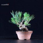 Pinus Thunbergii - Pino nero - immagine 3