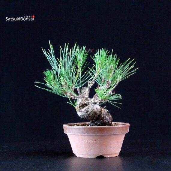 Pinus Thunbergii - Pino nero - immagine 3
