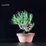 Pinus Thunbergii - Pino nero - immagine 4