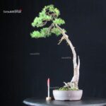 Pinus Pentaphylla - Goyomatsu