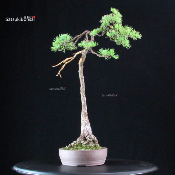 Pinus Pentaphylla - Goyomatsu - immagine 2