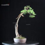 Pinus Pentaphylla - Goyomatsu - immagine 3