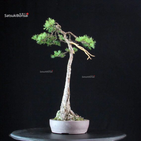 Pinus Pentaphylla - Goyomatsu - immagine 4