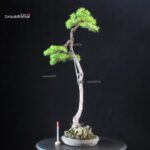 Pinus Pentaphylla - Goyomatsu