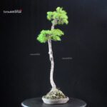 Pinus Pentaphylla - Goyomatsu - immagine 2