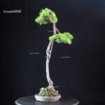 Pinus Pentaphylla - Goyomatsu - immagine 3
