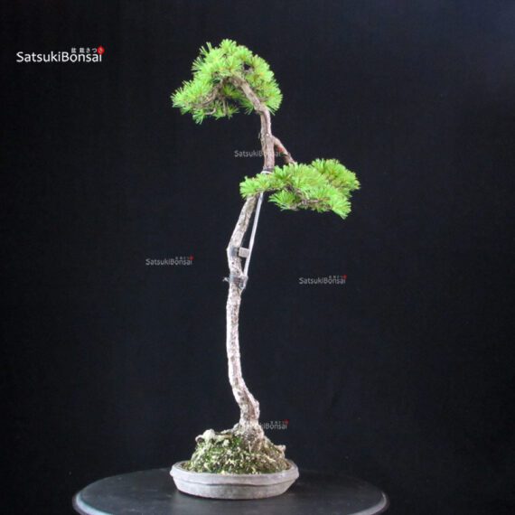 Pinus Pentaphylla - Goyomatsu - immagine 3