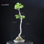 Pinus Pentaphylla - Goyomatsu - immagine 4