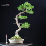 Pinus Pentaphylla - Goyomatsu