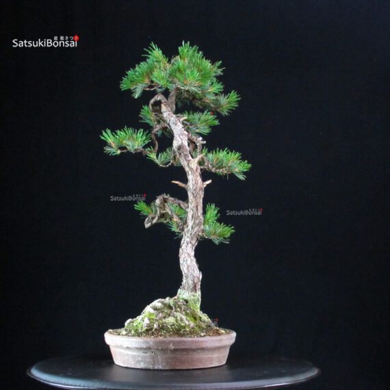 Pinus Pentaphylla - Goyomatsu - immagine 2