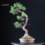 Pinus Pentaphylla - Goyomatsu - immagine 3