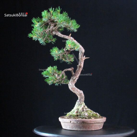 Pinus Pentaphylla - Goyomatsu - immagine 3