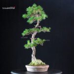Pinus Pentaphylla - Goyomatsu - immagine 4