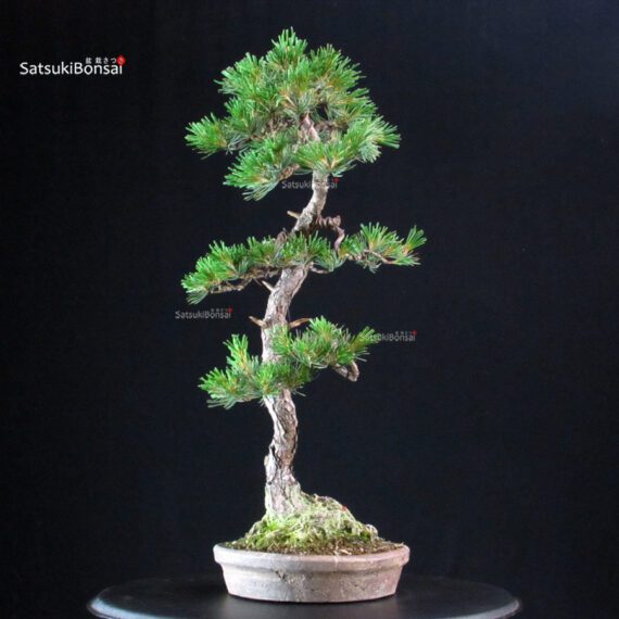 Pinus Pentaphylla - Goyomatsu - immagine 4