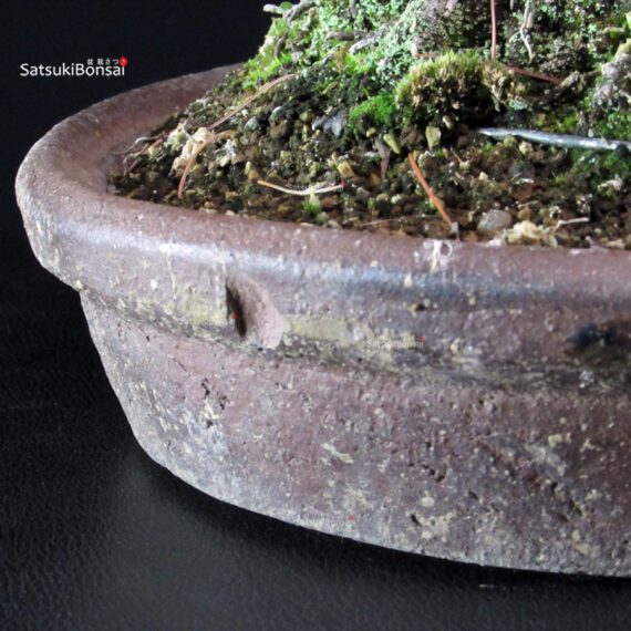 Pinus Pentaphylla - Goyomatsu - immagine 5