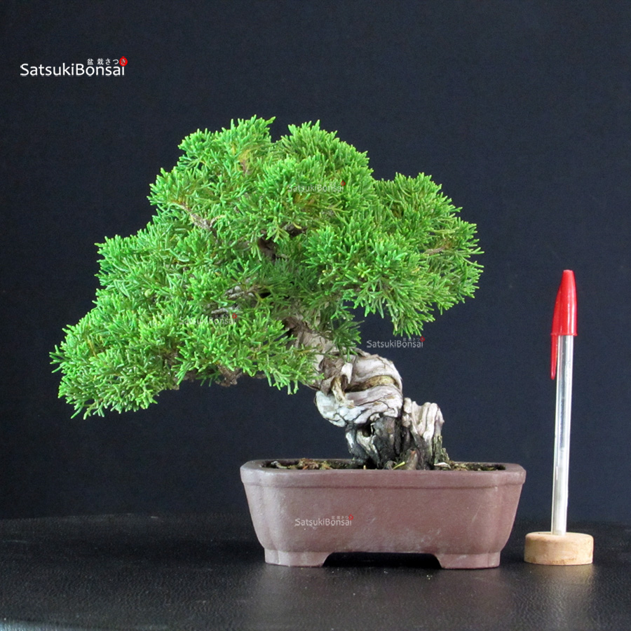 6254_1-Juniperus-Chinensis-itoigawa Juniperus Chinensis Itoigawa - immagine 1