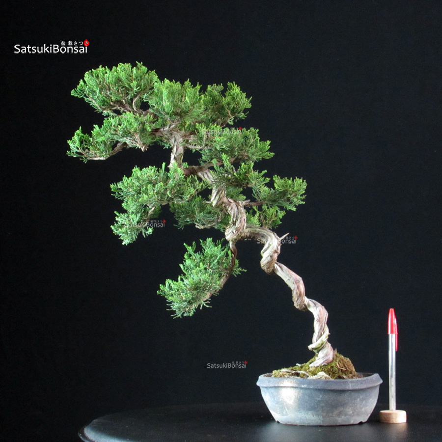 6254_1-Juniperus-chinensis-itoigawa Juniperus Chinensis Itoigawa - immagine 1
