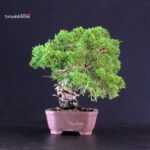 Juniperus Chinensis Itoigawa - immagine 2
