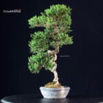 Juniperus Chinensis Itoigawa - immagine 2