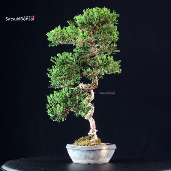 Juniperus Chinensis Itoigawa - immagine 2
