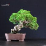 Juniperus Chinensis Itoigawa - immagine 3