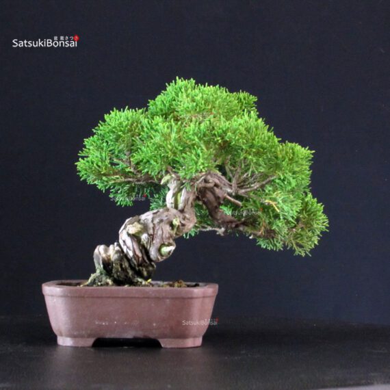 Juniperus Chinensis Itoigawa - immagine 3