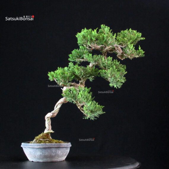 Juniperus Chinensis Itoigawa - immagine 3