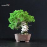 Juniperus Chinensis Itoigawa - immagine 4