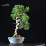Juniperus Chinensis Itoigawa - immagine 4
