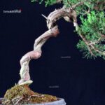 Juniperus Chinensis Itoigawa - immagine 5