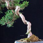 Juniperus Chinensis Itoigawa - immagine 6