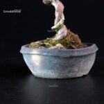 Juniperus Chinensis Itoigawa - immagine 7