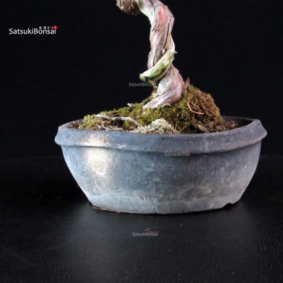 Juniperus Chinensis Itoigawa - immagine 7