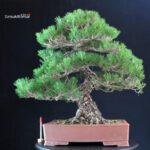 Pinus Thunbergii