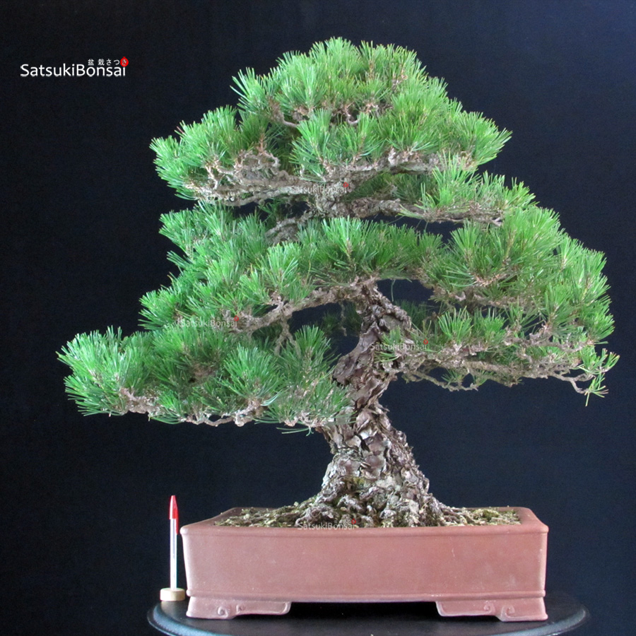 6264_1-Pinus-thunbergii-kuromatsu Pinus Thunbergii - immagine 1