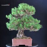 Pinus Thunbergii - immagine 2
