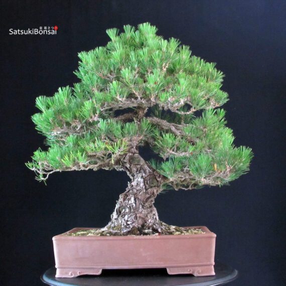Pinus Thunbergii - immagine 3