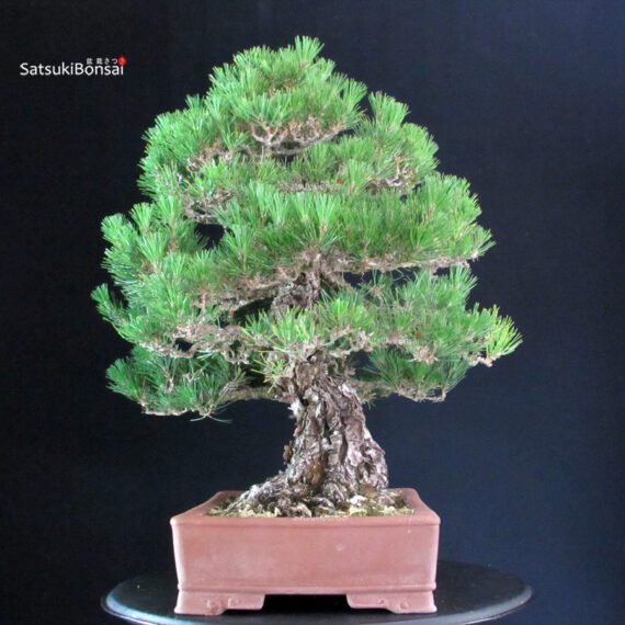 Pinus Thunbergii - immagine 4