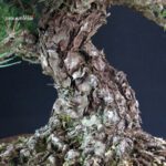 Pinus Thunbergii - immagine 5