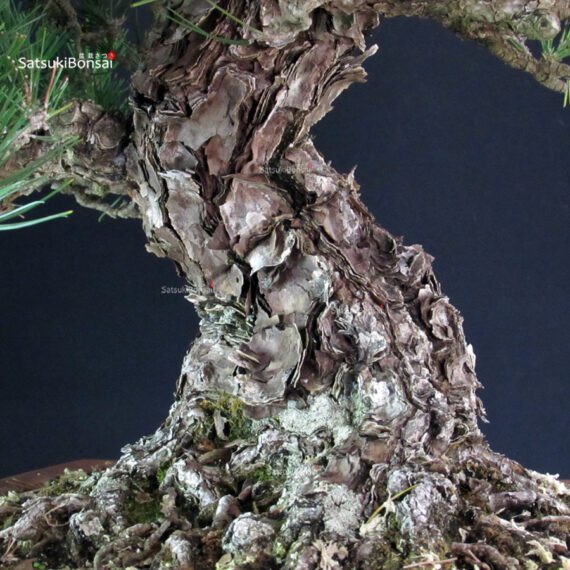 Pinus Thunbergii - immagine 5