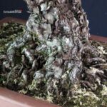 Pinus Thunbergii - immagine 6