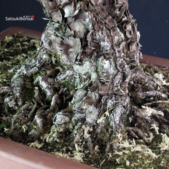 Pinus Thunbergii - immagine 6