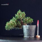 Pinus Thunbergii Senjumaru- Pino nero