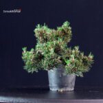 Pinus Thunbergii Senjumaru- Pino nero - immagine 2