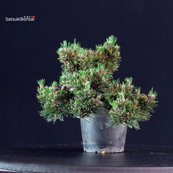 Pinus Thunbergii Senjumaru- Pino nero - immagine 2