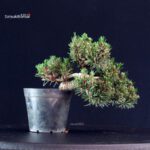 Pinus Thunbergii Senjumaru- Pino nero - immagine 3